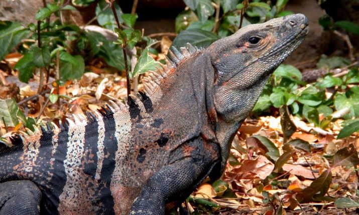 Prohiben cacería de animales silvestres en Tututepec