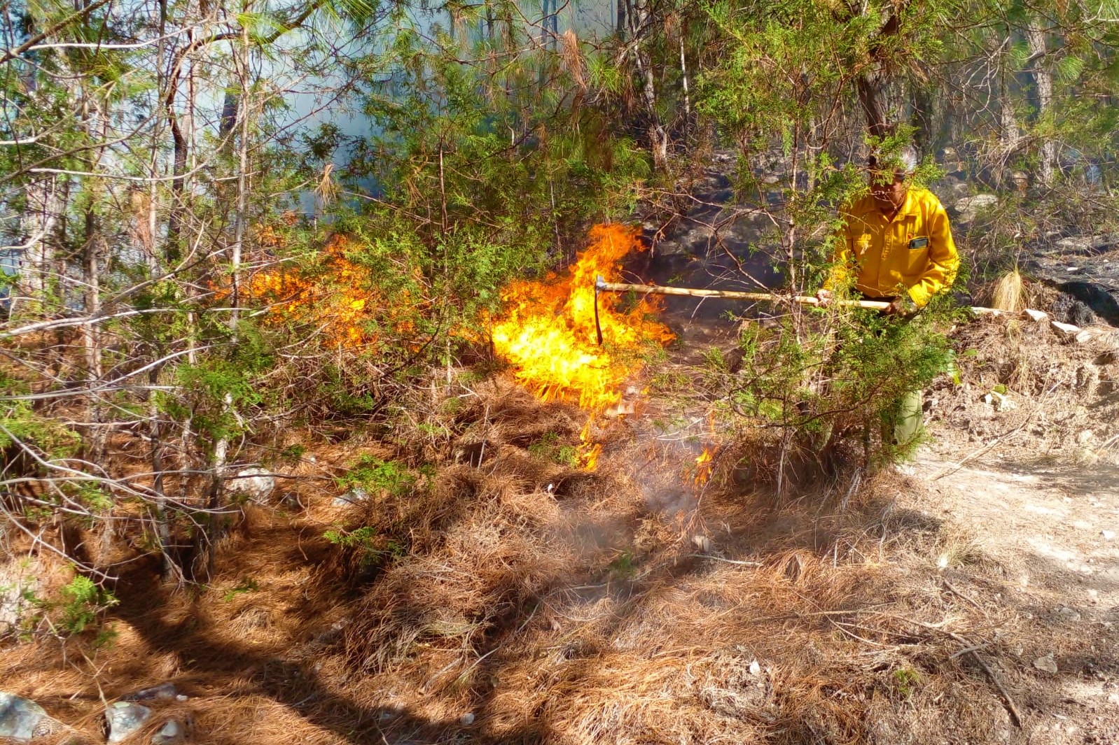 Controlado el incendio forestal en Magdalena Peñasco, Tlaxiaco: CEPCO