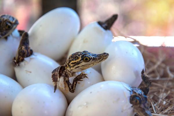 Pide Protección Civil extremar precaución ante temporada reproductiva de cocodrilos