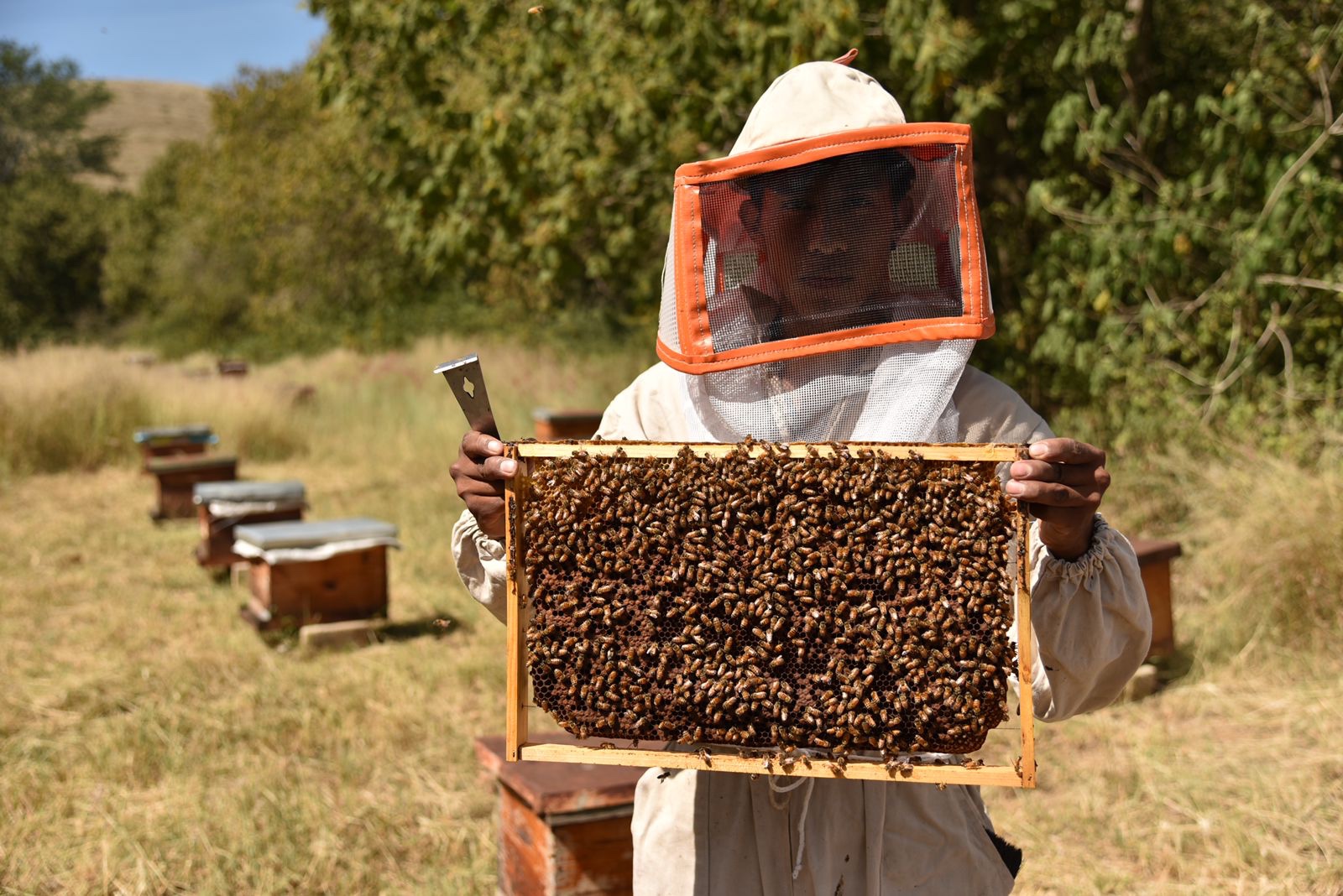 Este viernes celebramos el “Día Mundial de las Abejas”