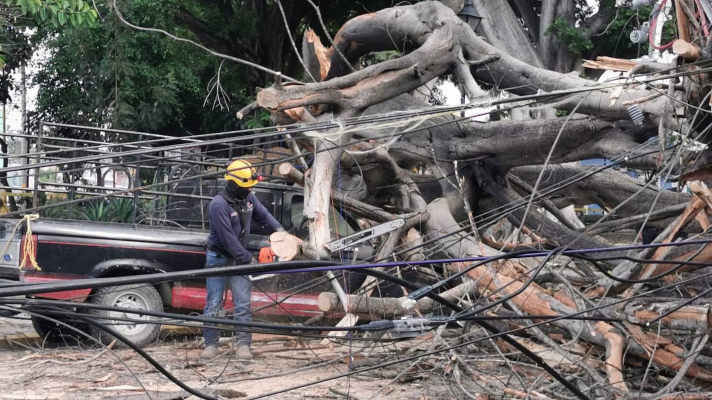 Pide Defensoría de los Derechos Humanos generar acciones integrales de protección al arbolado capitalino