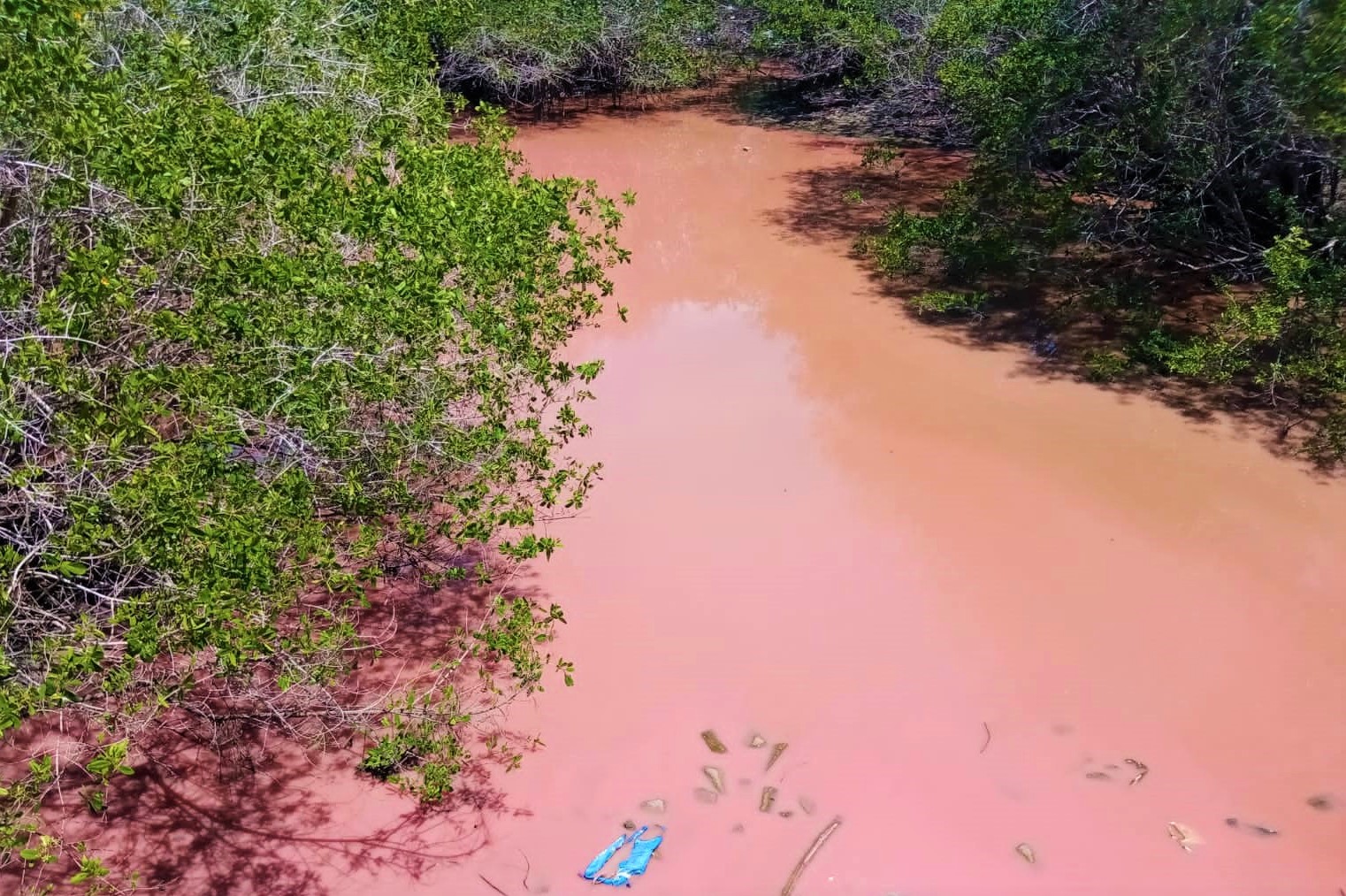 Pide Consejo Estatal de Humedales no alarmarse tras coloración rosa en Laguna Corralero