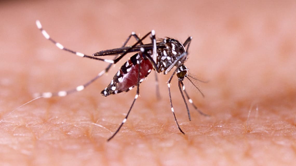 Suma Oaxaca más de 360 casos positivos de dengue