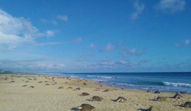 Inicia la cuarta arribada de tortuga golfina en el Santuario Playa de Escobilla