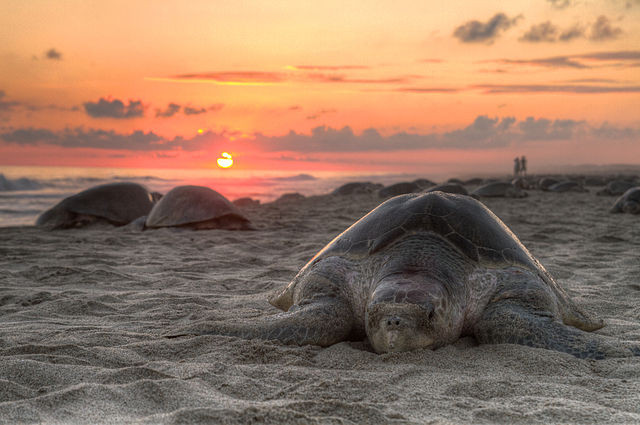 Alistan actualización del Programa Nacional para la Conservación de Tortugas Marinas