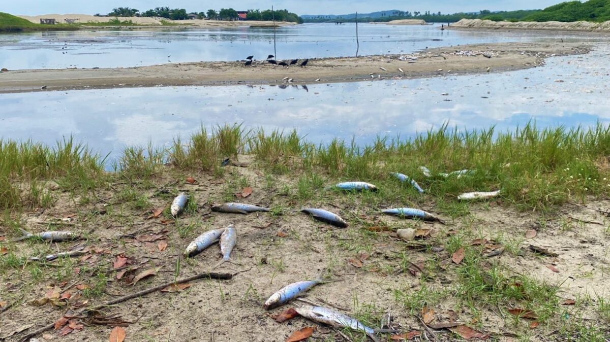 Piden pescadores a gobernador atención urgente al cierre de la Bocabarra en Corralero