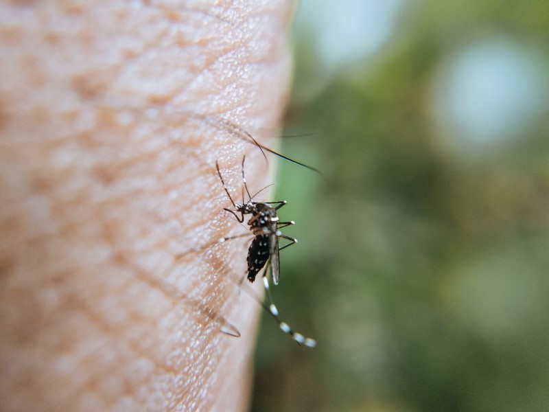 Suma Oaxaca mil 94 casos confirmados de dengue