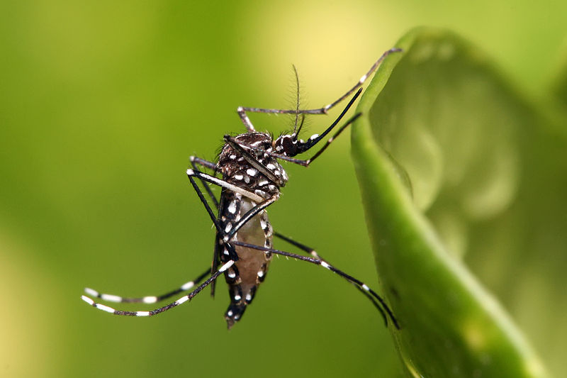 Alcanza Oaxaca mil 325 casos confirmados de dengue