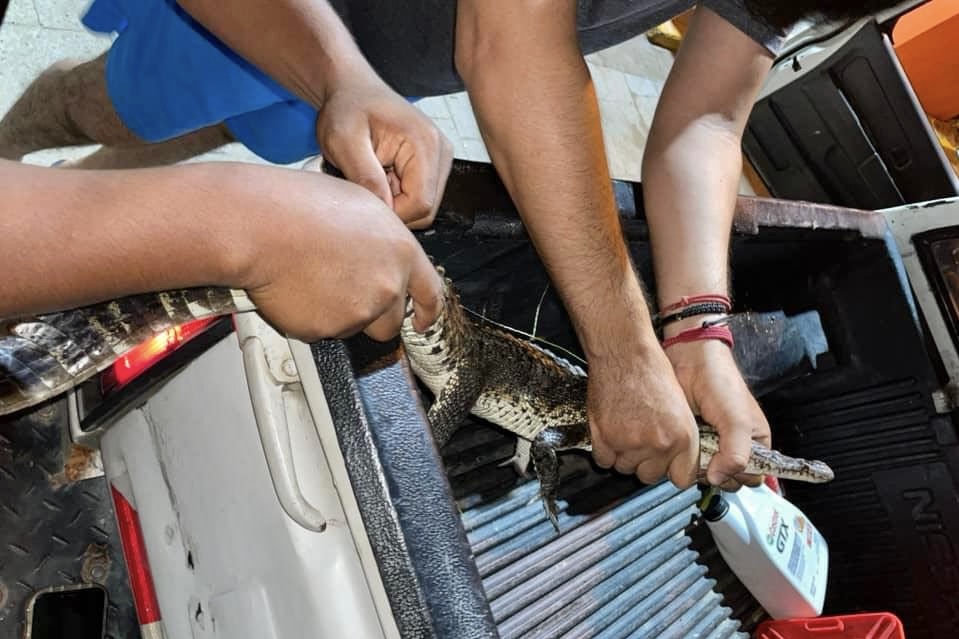Capturan cocodrilo en el centro de Tututepec
