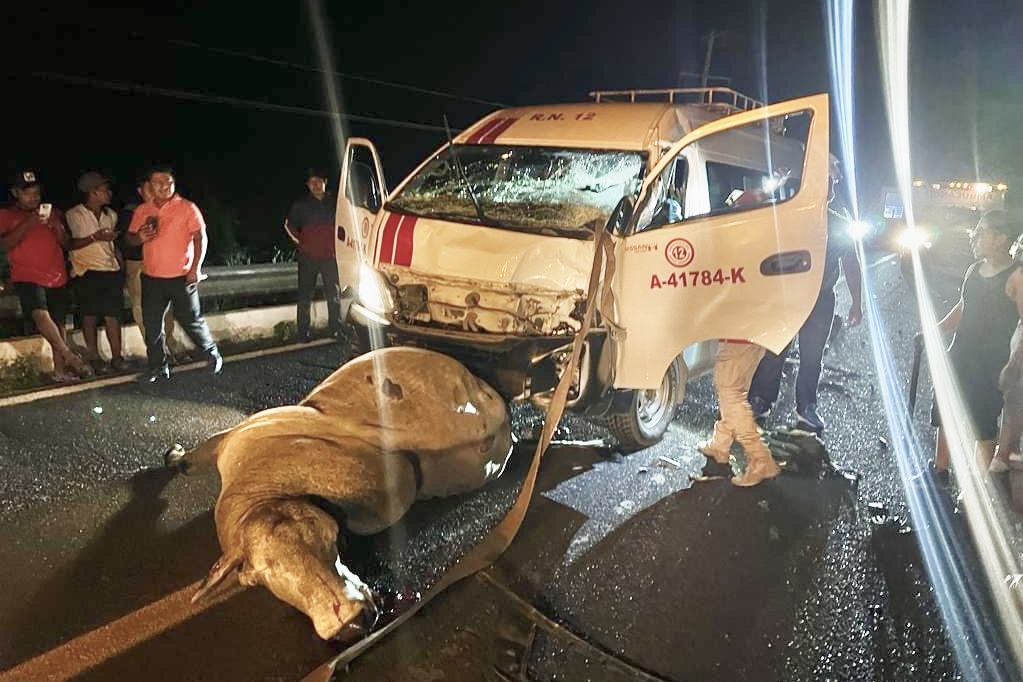 ¡Brutal! Urvan de peregrinos choca con un toro; chofer queda prensado