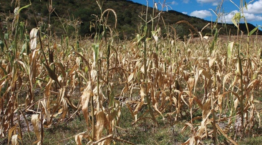 ¡Alarmante! Se extiende sequía extrema en municipios de la Costa