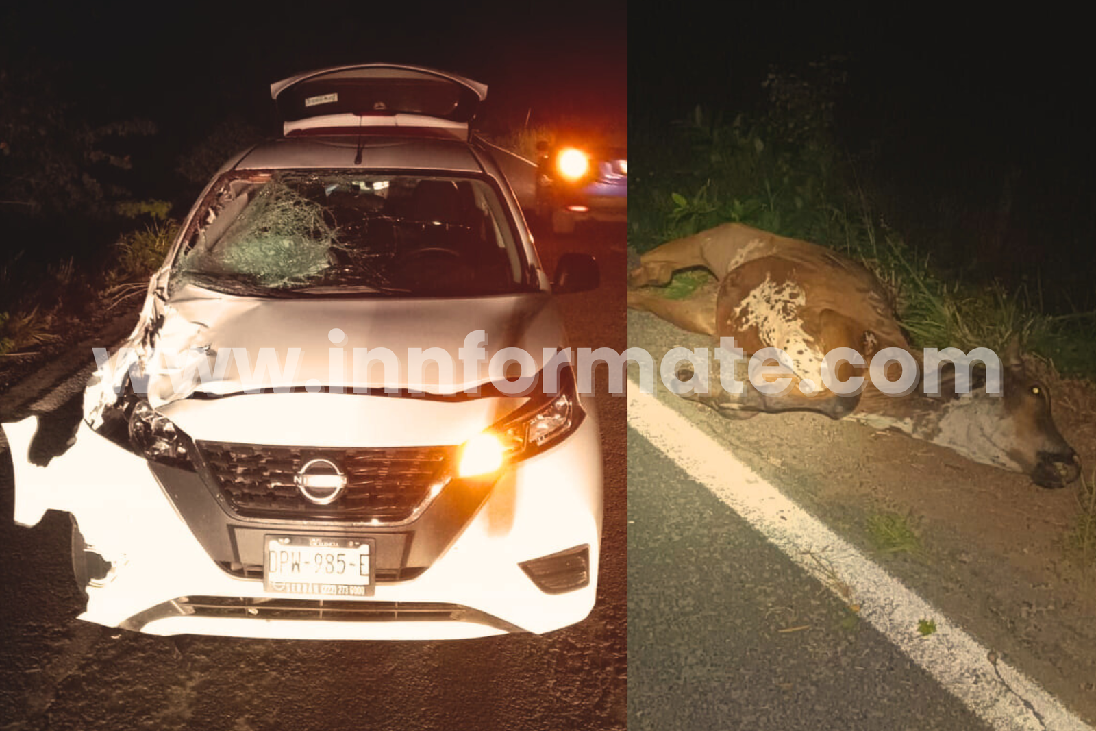 Choca contra una vaca en la carretera Costera