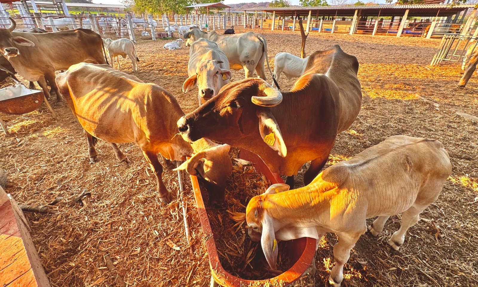 Crisis hídrica agudiza escasez de pastura para ganadería en la Costa