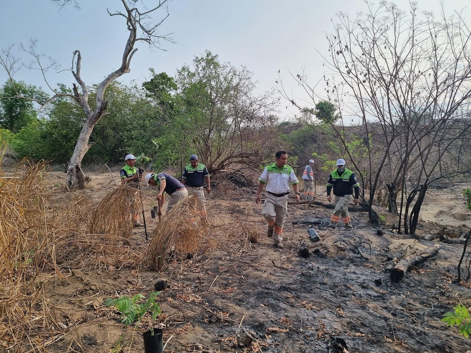 Reforestan zonas siniestradas por incendios forestales en la Costa de Oaxaca