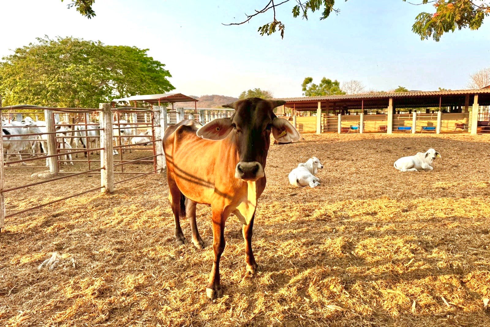 Aumenta muerte de ganado por altas temperatura en la Costa de Oaxaca