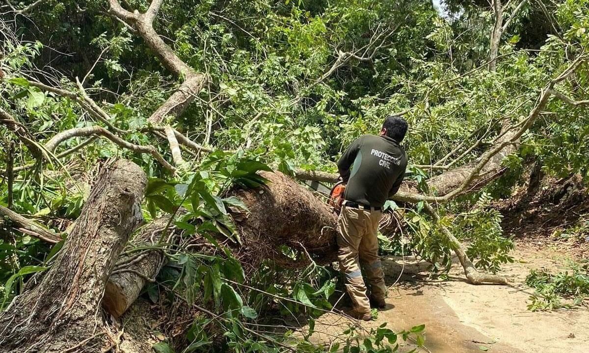 Árboles caídos y caminos incomunicados dejan lluvias en Pinotepa Nacional