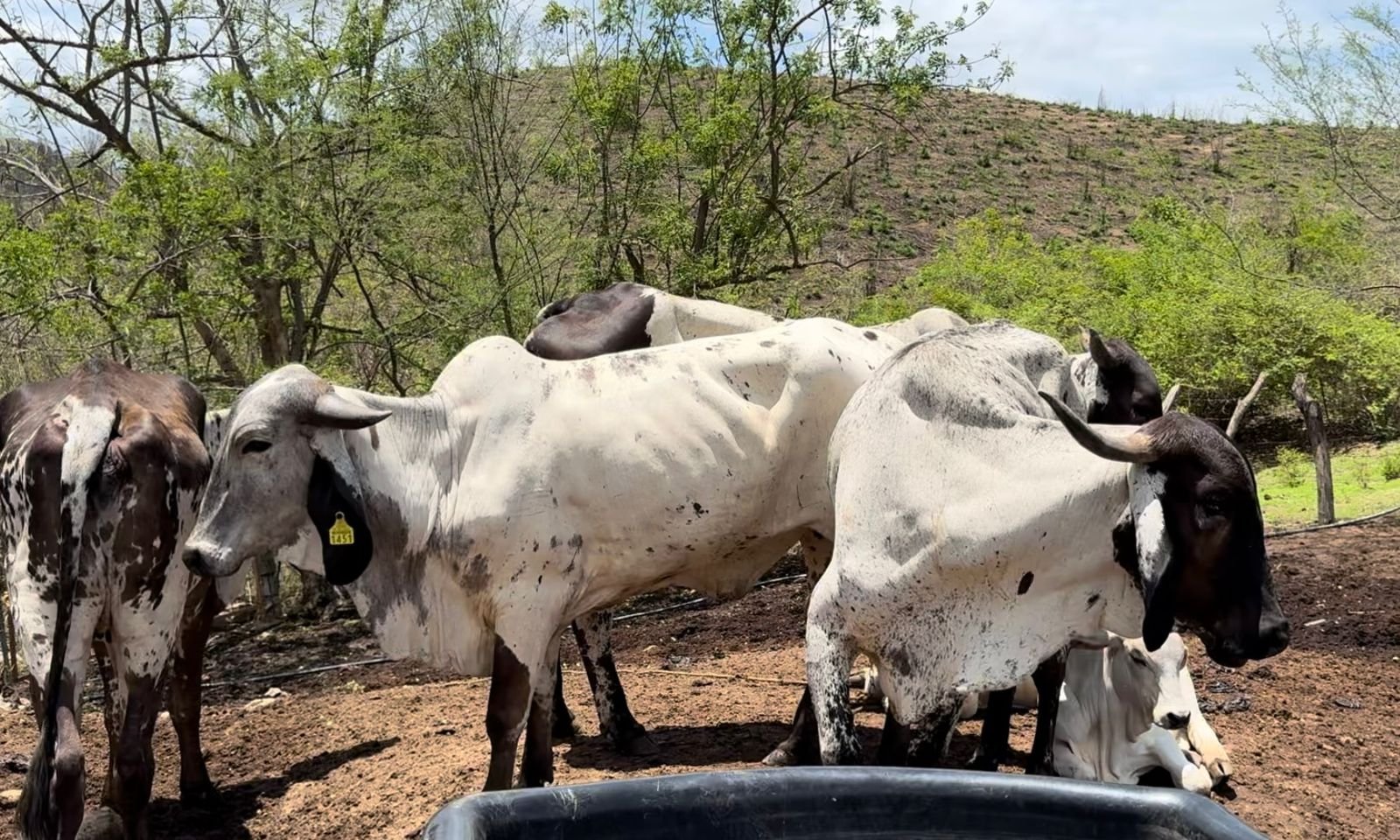 Temporal de sequía ocasionó la muerte de 700 cabezas de ganado en la Costa de Oaxaca