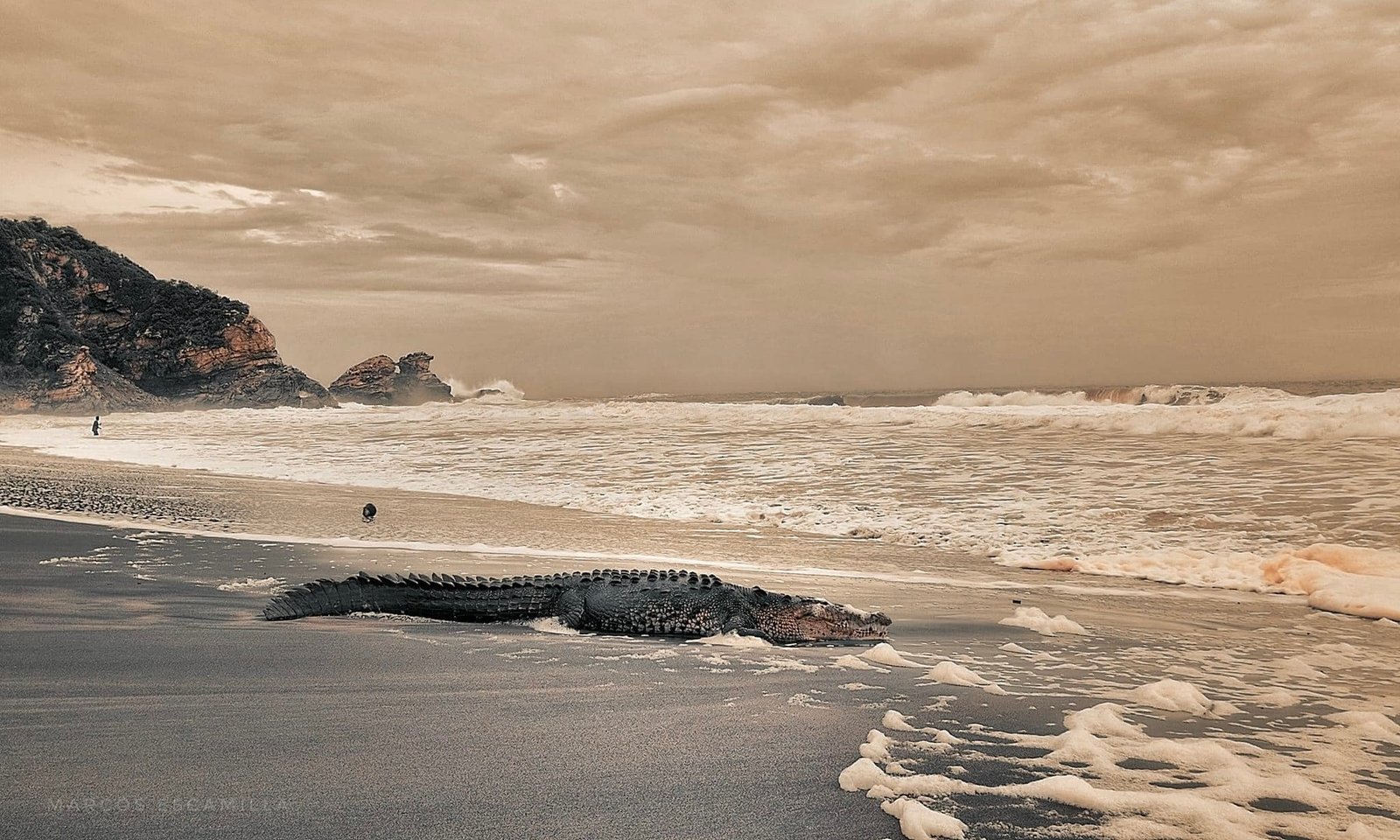 Emiten recomendaciones ante presencia de cocodrilos en playas de la Costa de Oaxaca