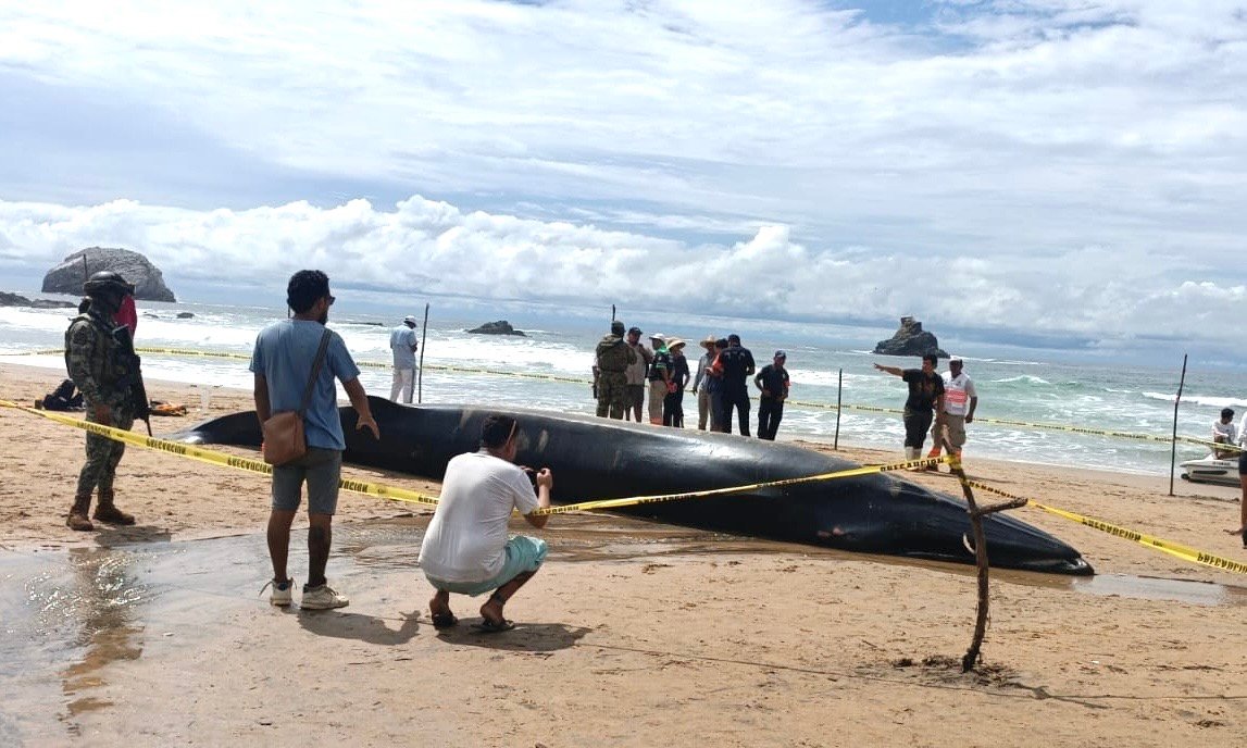 Localizan ballena encallada en la Costa de Oaxaca