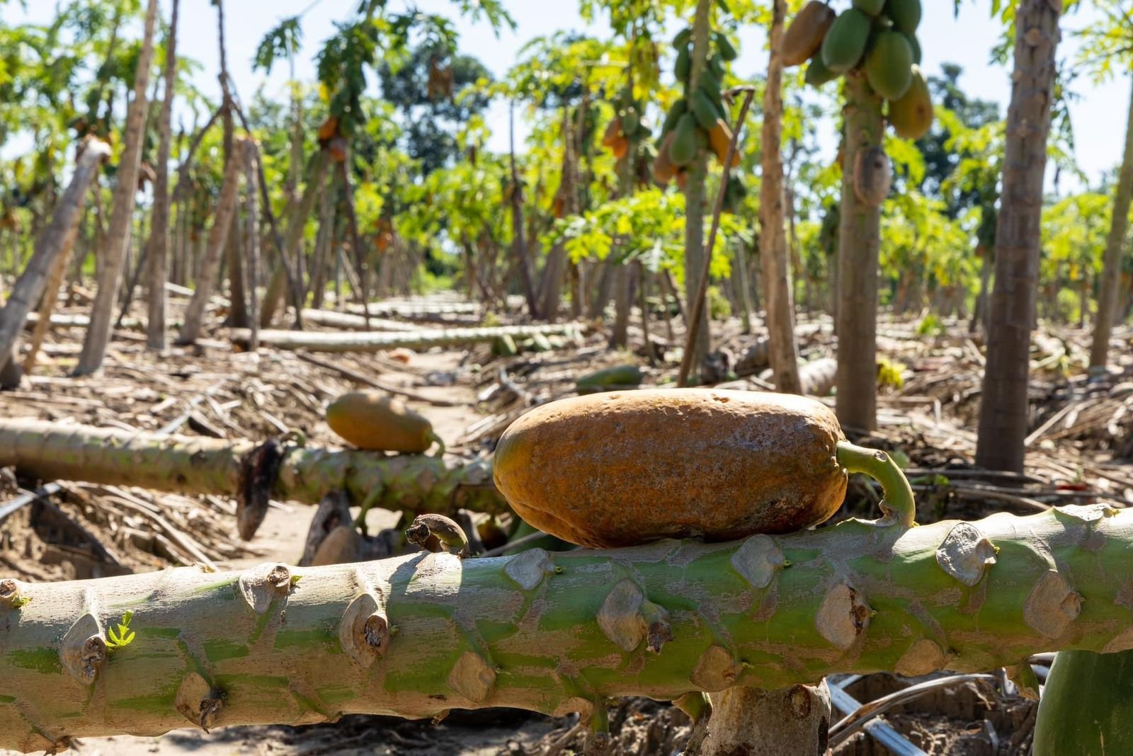 ‘John’ desfasa producción de papaya en Oaxaca