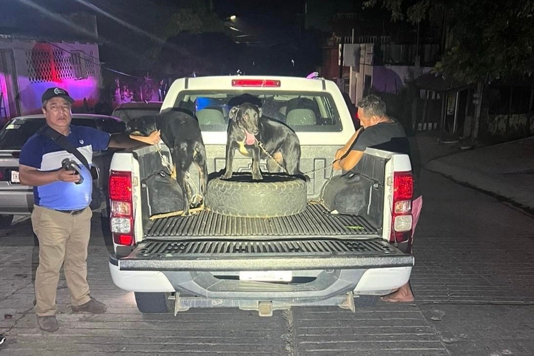 Rescatan dos perros y detienen a una persona por crueldad animal en Puerto Escondido