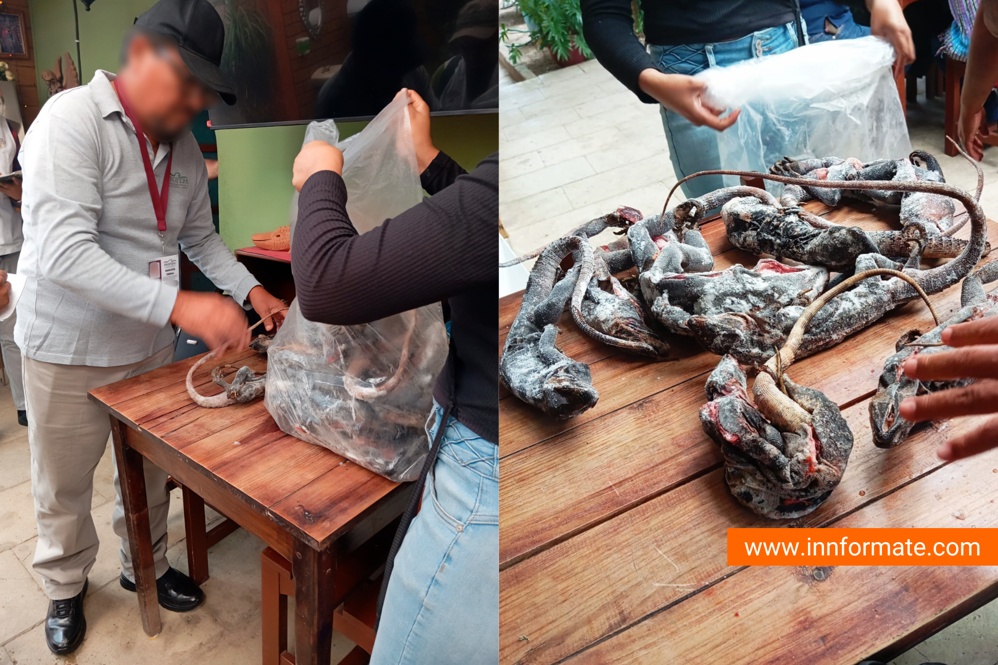 Asegura Profepa 17 ejemplares y piezas de taxidermia en Oaxaca
